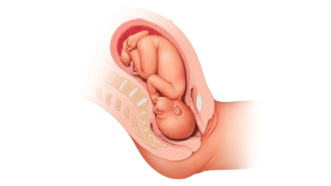 Week 40 baby illustration
