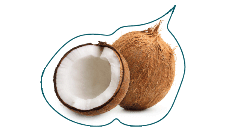 Coconut size comparison